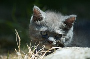 BRITISH SHORTHAIR C014